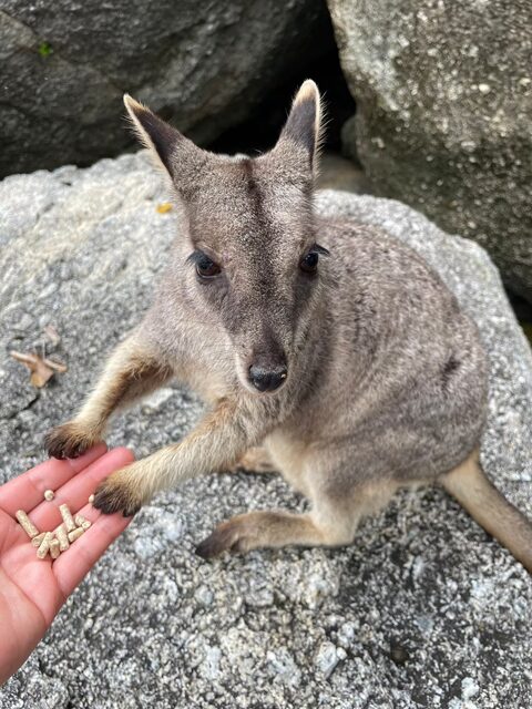 rockwallaby