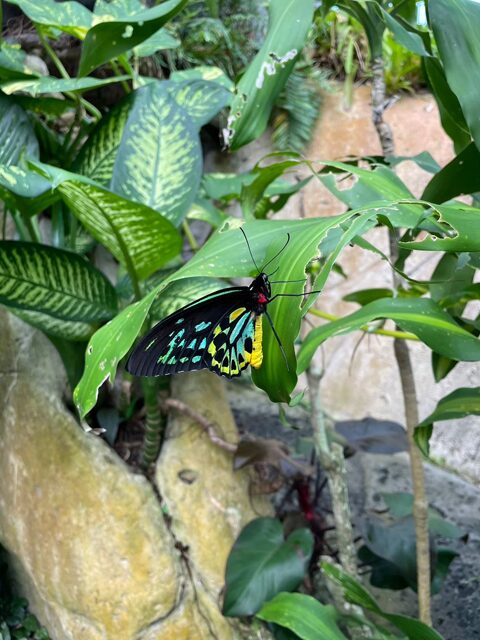 Butterfly Sanctuary