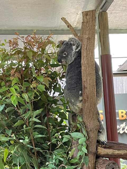 Koala Garden